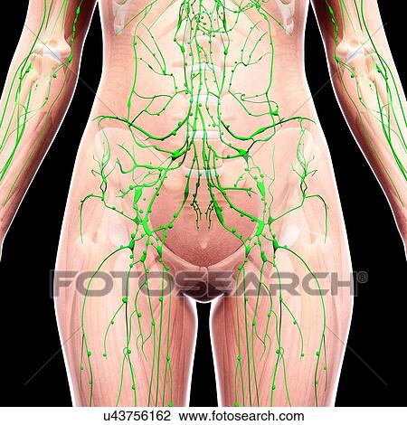 Human lymphatic system, artwork View Large Illustration Drawing - Human lymphatic system, artwork. Fotosearch