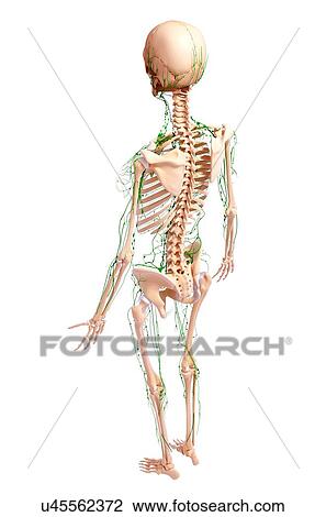 Drawing - Human lymphatic system, artwork. Fotosearch