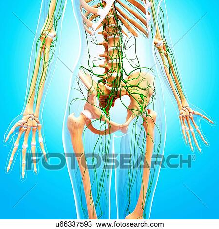 Human lymphatic system, artwork View Large Illustration Drawing - Human lymphatic system, artwork. Fotosearch