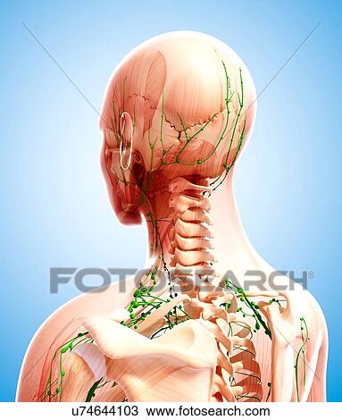 Human lymphatic system, artwork View Large Illustration Drawing - Human lymphatic system, artwork. Fotosearch