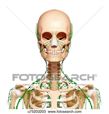Drawing - Human lymphatic system, artwork. Fotosearch