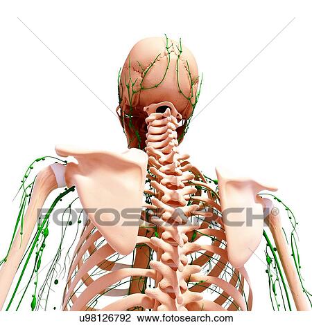 Drawing - Human lymphatic system, artwork. Fotosearch