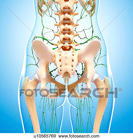 Stock Illustration - Human lymphatic system, artwork. Fotosearch