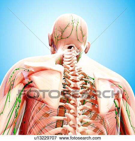 Stock Illustration - Human lymphatic system, artwork. Fotosearch