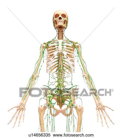 Human lymphatic system, artwork View Large Illustration Stock Illustration - Human lymphatic system, artwork. Fotosearch