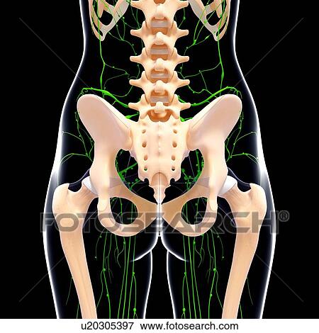 Stock Illustration - Human lymphatic system, artwork. Fotosearch
