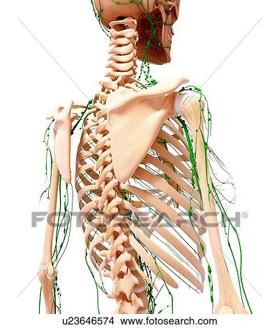 Human lymphatic system, artwork View Large Illustration Stock Illustration - Human lymphatic system, artwork. Fotosearch