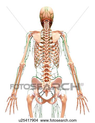 Human lymphatic system, artwork View Large Illustration Stock Illustration - Human lymphatic system, artwork. Fotosearch