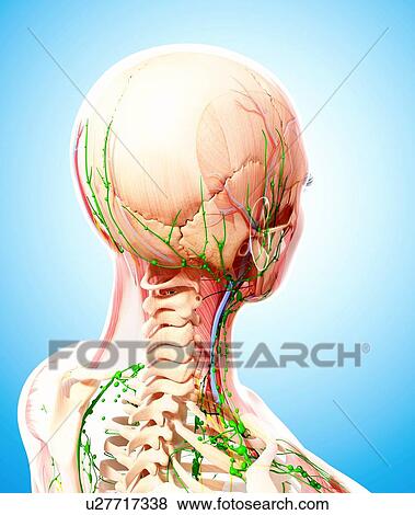 Stock Illustration - Human lymphatic system, artwork. Fotosearch