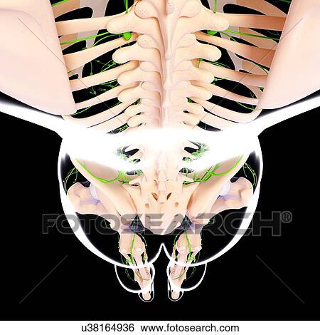 Stock Illustration - Human lymphatic system, artwork. Fotosearch
