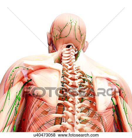 Stock Illustration - Human lymphatic system, artwork. Fotosearch