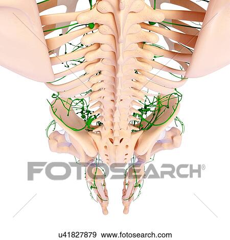 Stock Illustration - Human lymphatic system, artwork. Fotosearch