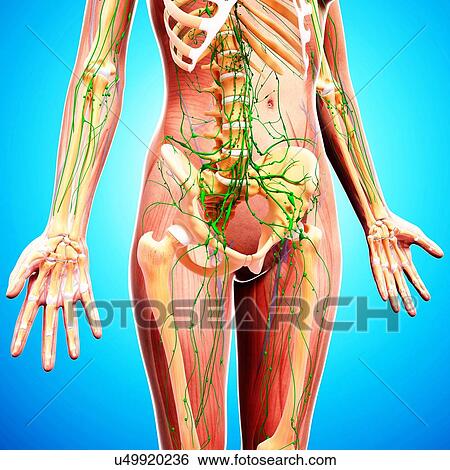 Stock Illustration - Human lymphatic system, artwork. Fotosearch