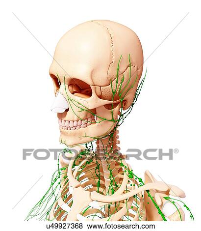 Human lymphatic system, artwork View Large Illustration Stock Illustration - Human lymphatic system, artwork. Fotosearch