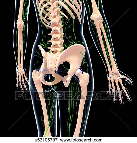 Human lymphatic system, artwork View Large Illustration Stock Illustration - Human lymphatic system, artwork. Fotosearch