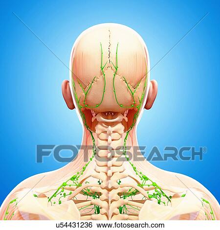 Stock Illustration - Human lymphatic system, artwork. Fotosearch