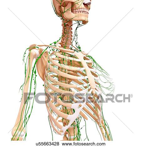 Stock Illustration - Human lymphatic system, artwork. Fotosearch