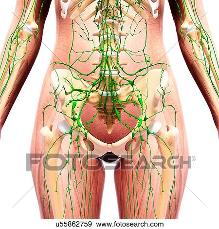 Stock Illustration - Human lymphatic system, artwork. Fotosearch