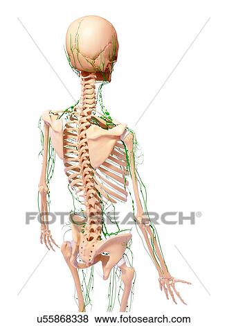 Stock Illustration - Human lymphatic system, artwork. Fotosearch