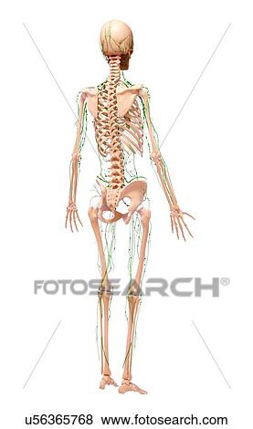 Human lymphatic system, artwork View Large Illustration Stock Illustration - Human lymphatic system, artwork. Fotosearch