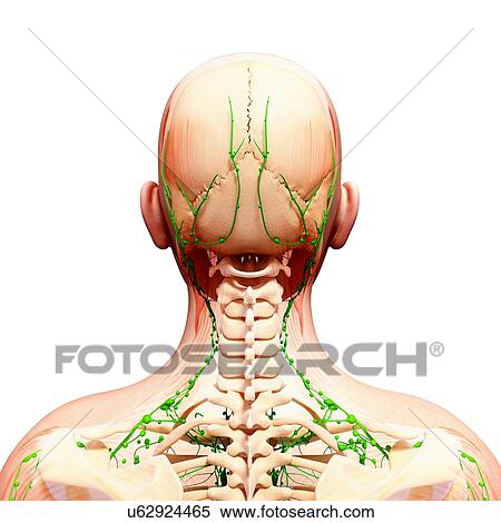 Stock Illustration - Human lymphatic system, artwork. Fotosearch