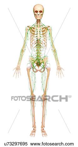Human lymphatic system, artwork View Large Illustration Stock Illustration - Human lymphatic system, artwork. Fotosearch