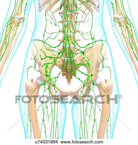 Human lymphatic system, artwork View Large Illustration Stock Illustration - Human lymphatic system, artwork. Fotosearch