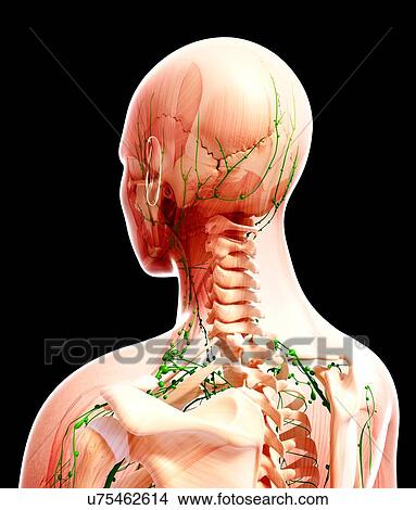 Stock Illustration - Human lymphatic system, artwork. Fotosearch
