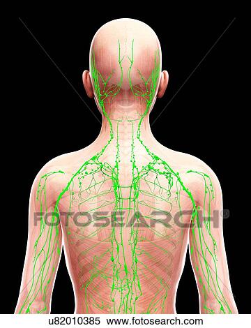 Human lymphatic system, artwork View Large Illustration Stock Illustration - Human lymphatic system, artwork. Fotosearch