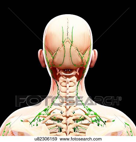 Stock Illustration - Human lymphatic system, artwork. Fotosearch