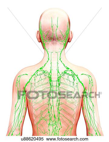 Stock Illustration - Human lymphatic system, artwork. Fotosearch