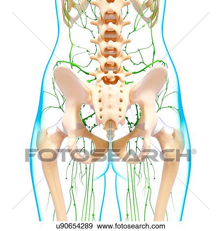 Stock Illustration - Human lymphatic system, artwork. Fotosearch