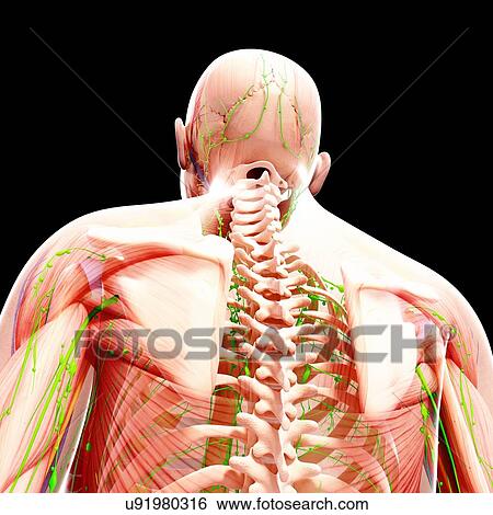 Stock Illustration - Human lymphatic system, artwork. Fotosearch