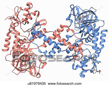 Stock Illustration - Human lysine-specific demethylase. Fotosearch