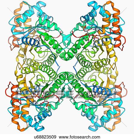 Stock Illustration - Human muscle aldolase, molecular model. Fotosearch