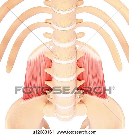 Clip Art - Human musculature, artwork. Fotosearch