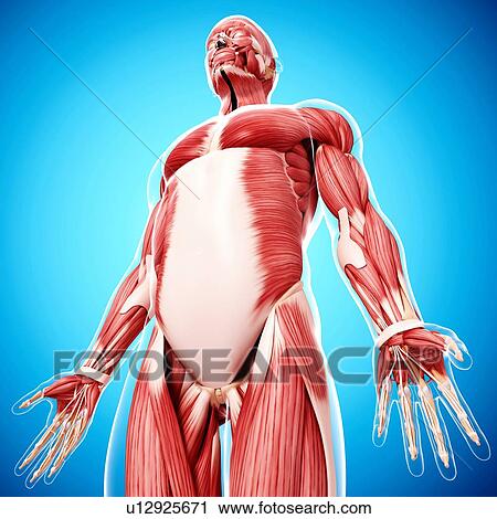 Clip Art - Human musculature, artwork. Fotosearch