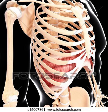 Human musculature, artwork View Large Illustration Clip Art - Human musculature, artwork. Fotosearch