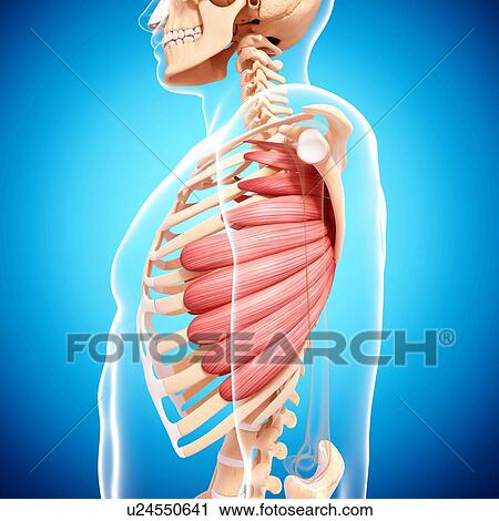 Human musculature, artwork View Large Illustration Clip Art - Human musculature, artwork. Fotosearch