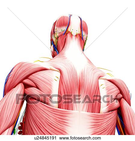 Human musculature, artwork View Large Illustration Clip Art - Human musculature, artwork. Fotosearch