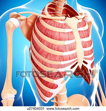 Clip Art - Human musculature, artwork. Fotosearch