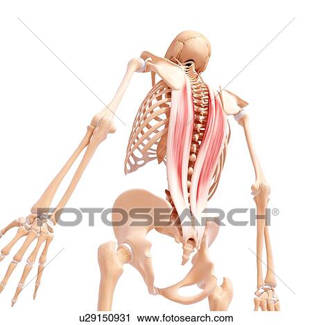 Human musculature, artwork View Large Illustration Clip Art - Human musculature, artwork. Fotosearch