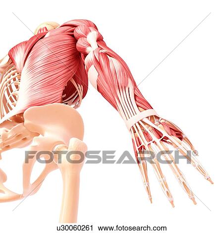 Clip Art - Human musculature, artwork. Fotosearch