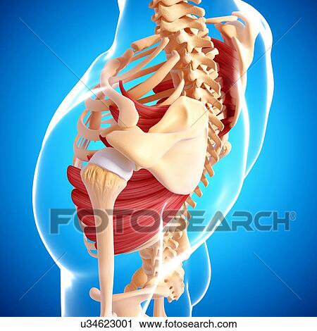 Human musculature, artwork View Large Illustration Clip Art - Human musculature, artwork. Fotosearch