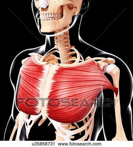 Clip Art - Human musculature, artwork. Fotosearch
