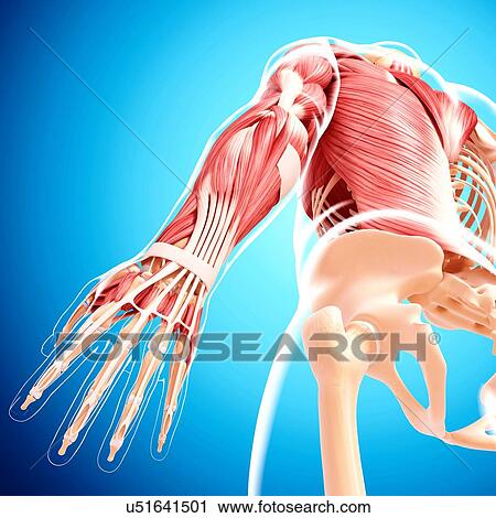Human musculature, artwork View Large Illustration Clip Art - Human musculature, artwork. Fotosearch