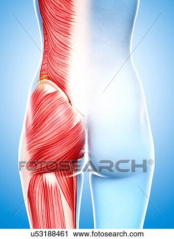 Clip Art - Human musculature, artwork. Fotosearch