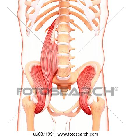 Clip Art - Human musculature, artwork. Fotosearch