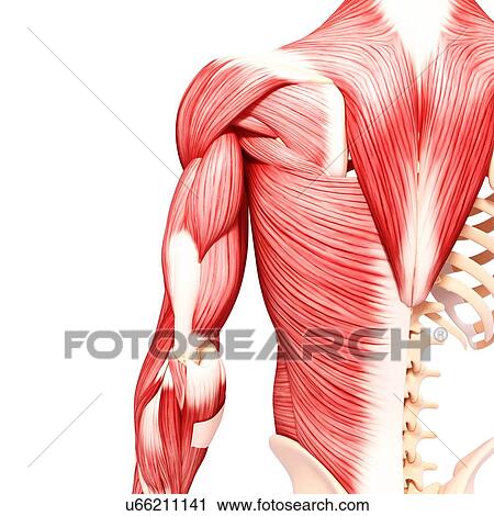 Clip Art - Human musculature, artwork. Fotosearch