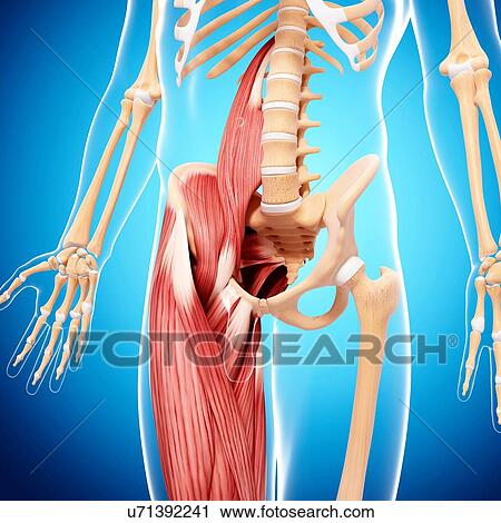 Clip Art - Human musculature, artwork. Fotosearch